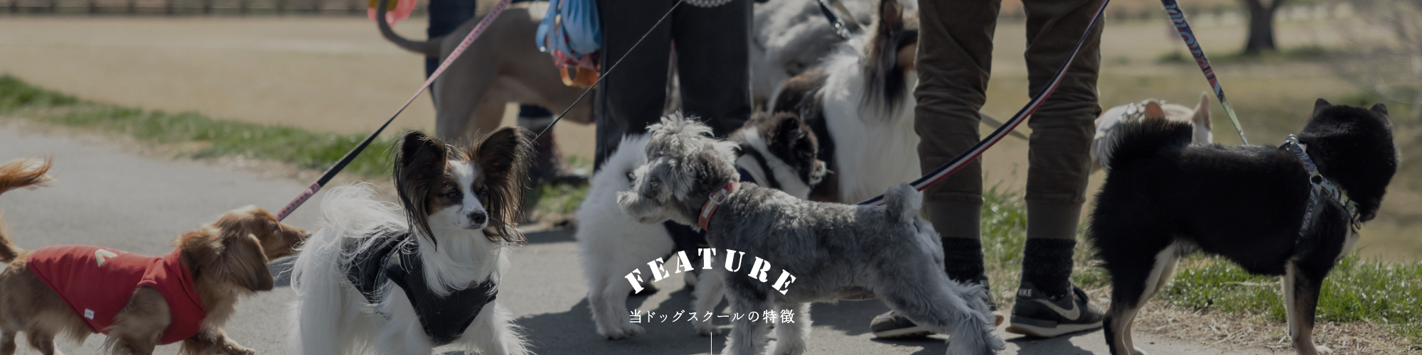 当ドッグスクールの特徴